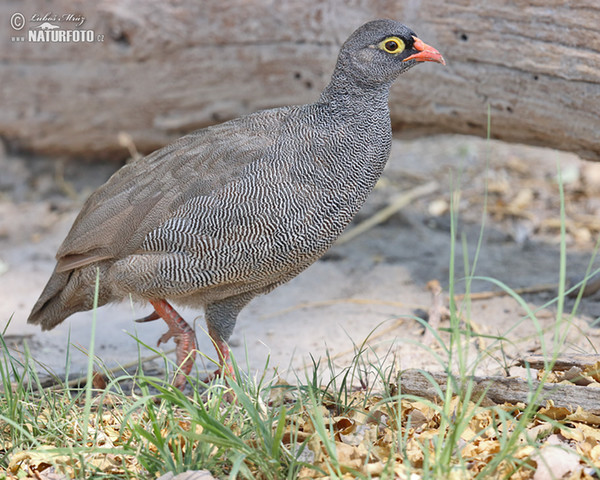 Frankolín červenozobý (Francolinus adspersus)