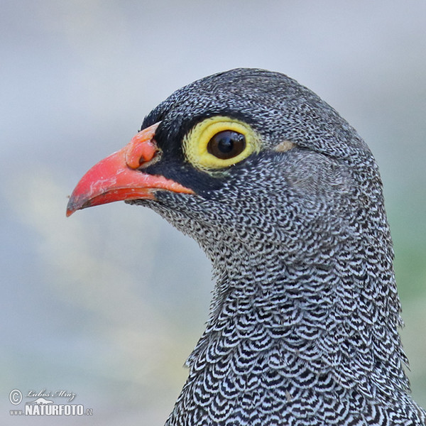 Frankolín červenozobý (Francolinus adspersus)