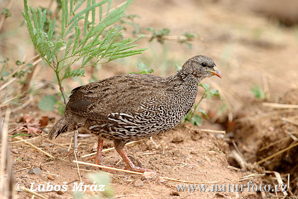 Frankolín natalský (Francolinus natalensis)