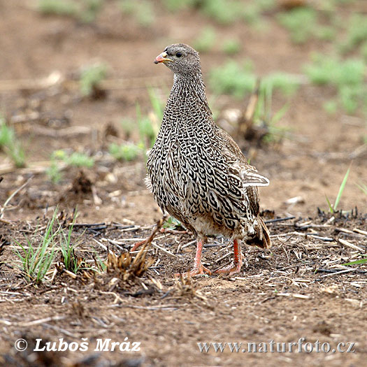 Frankolín natalský (Francolinus natalensis)