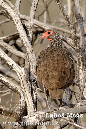 Frankolín Swainsonův (Pternistis swainsonii)