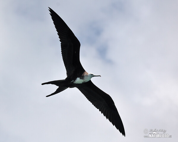 Fregata orlia (Fregata magnificens)