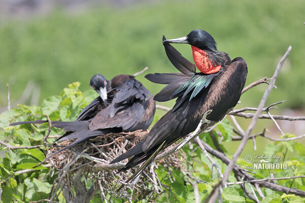 Fregata orlia (Fregata magnificens)