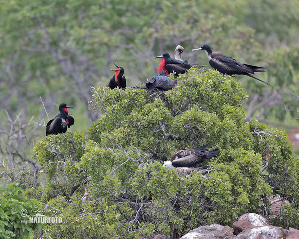 Fregata orlia (Fregata magnificens)