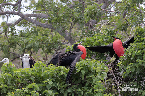 Fregata orlia (Fregata magnificens)