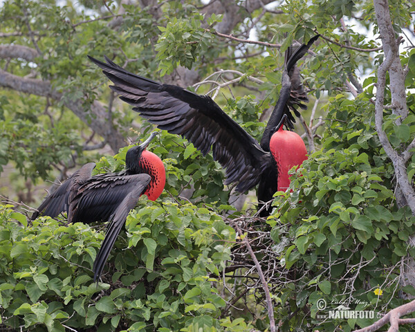 Fregata orlia (Fregata magnificens)