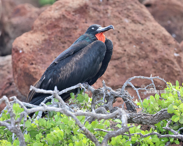 Fregata orlia (Fregata magnificens)