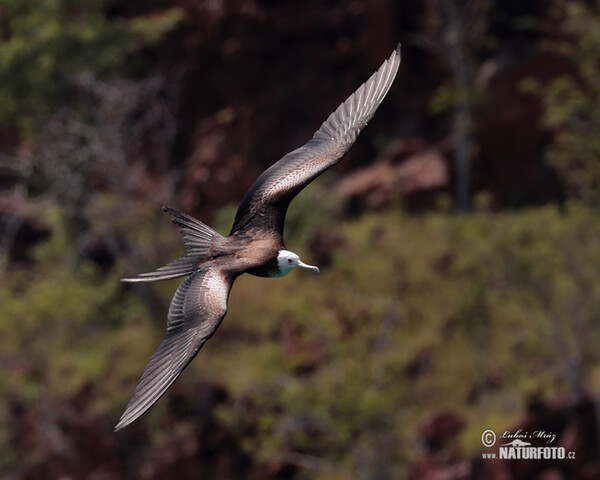 Fregata orlia (Fregata magnificens)