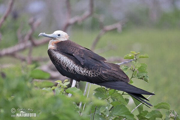 Fregata orlia (Fregata magnificens)