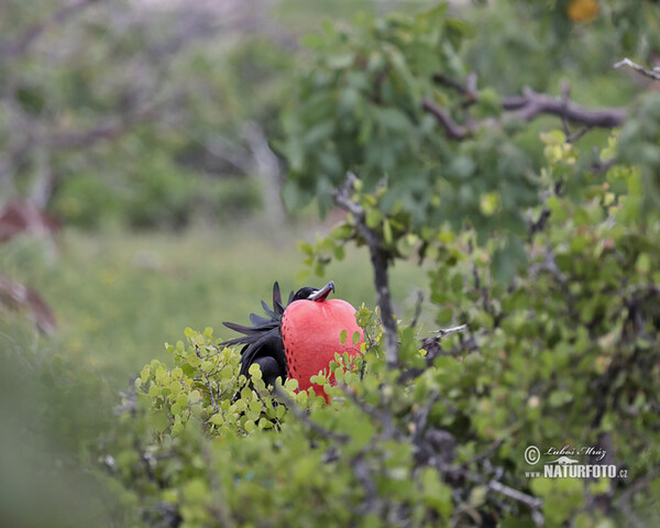 Fregata orlia (Fregata magnificens)