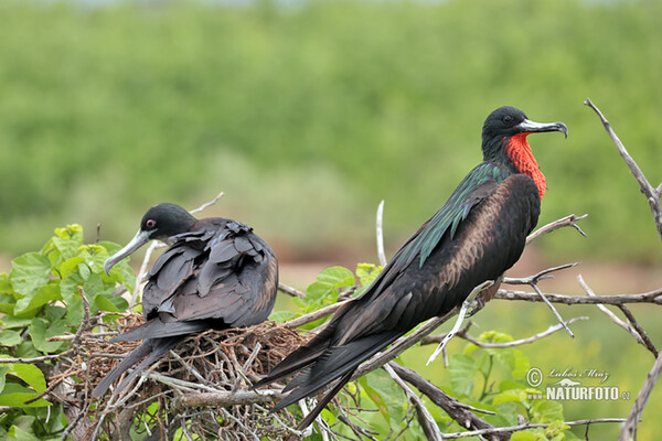 Fregatka vznešená (Fregata magnificens)
