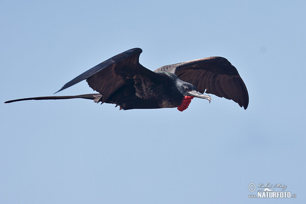 Fregatka vznešená (Fregata magnificens)