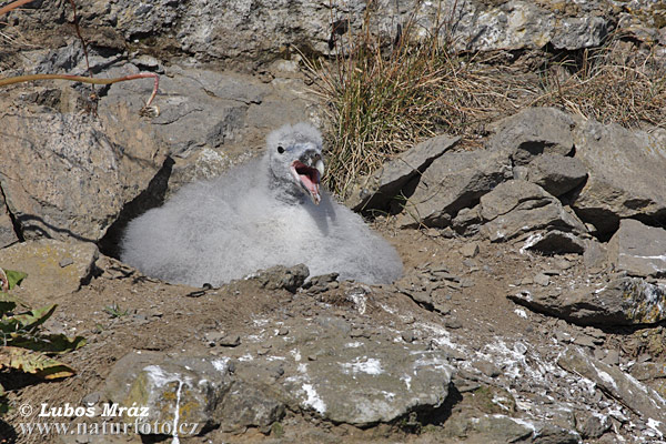 Fulmar ľadový (Fulmarus glacialis)