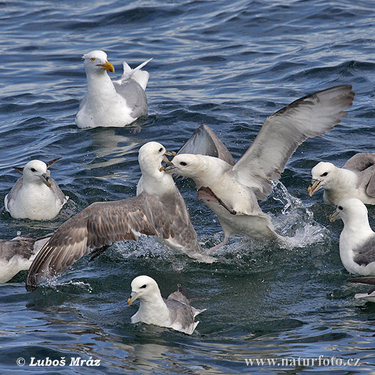 Fulmar ľadový (Fulmarus glacialis)