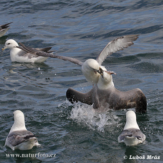 Fulmar ľadový (Fulmarus glacialis)