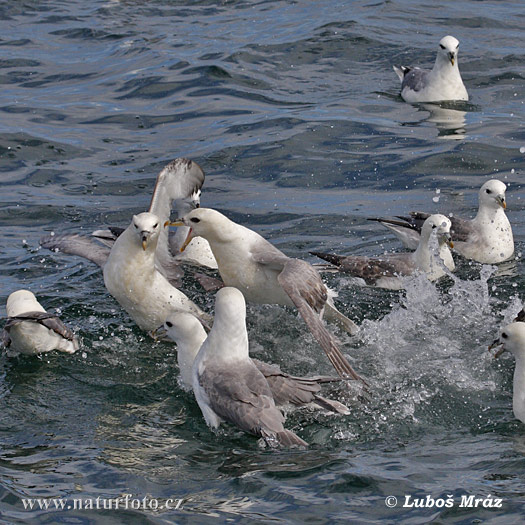 Fulmar ľadový (Fulmarus glacialis)