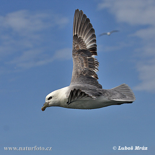 Fulmar ľadový (Fulmarus glacialis)