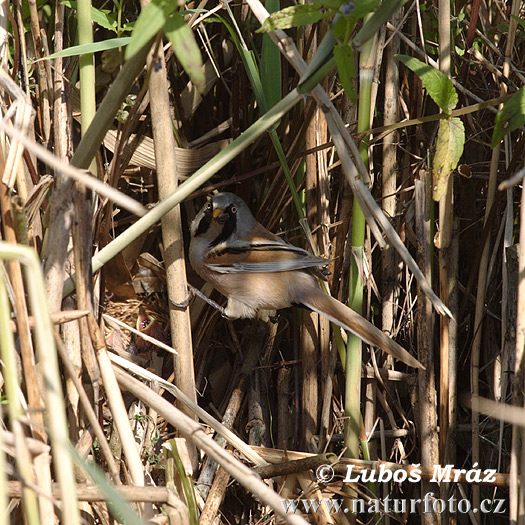 Fúzatka trstinová (Panurus biarmicus)