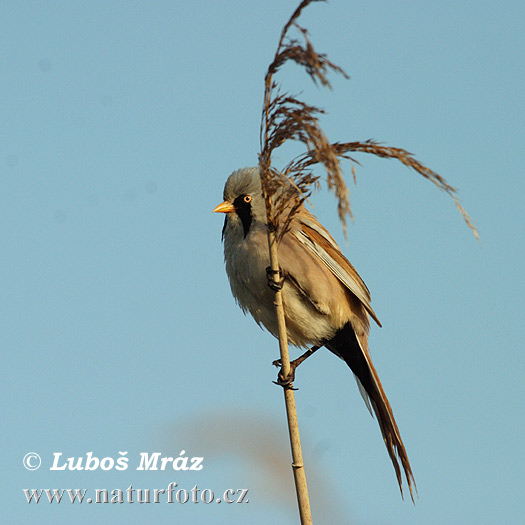 Fúzatka trstinová (Panurus biarmicus)