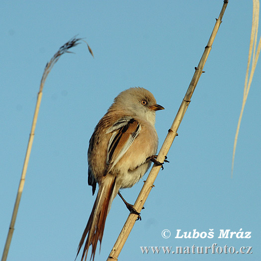 Fúzatka trstinová (Panurus biarmicus)