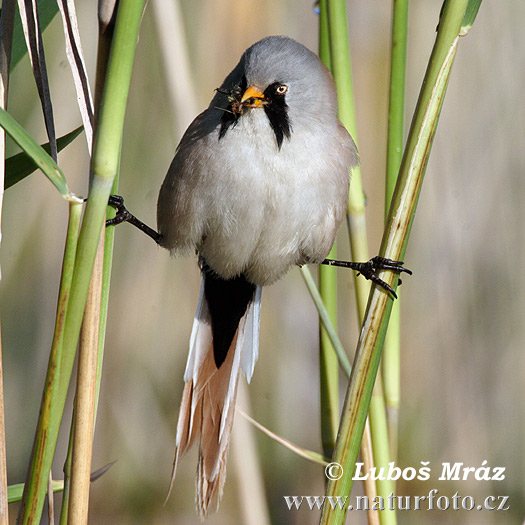 Fúzatka trstinová (Panurus biarmicus)