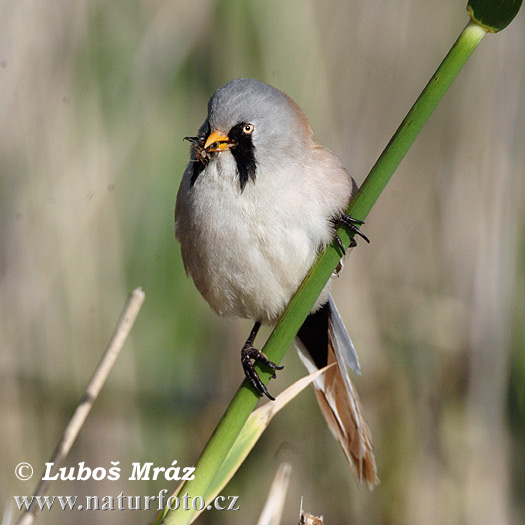 Fúzatka trstinová (Panurus biarmicus)