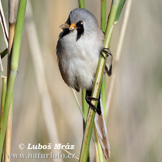 Fúzatka trstinová (Panurus biarmicus)