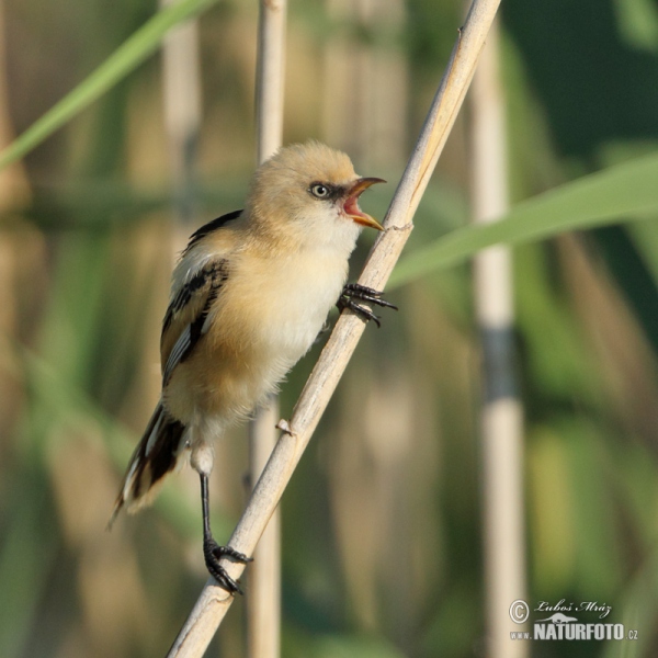 Fúzatka trstinová (Panurus biarmicus)