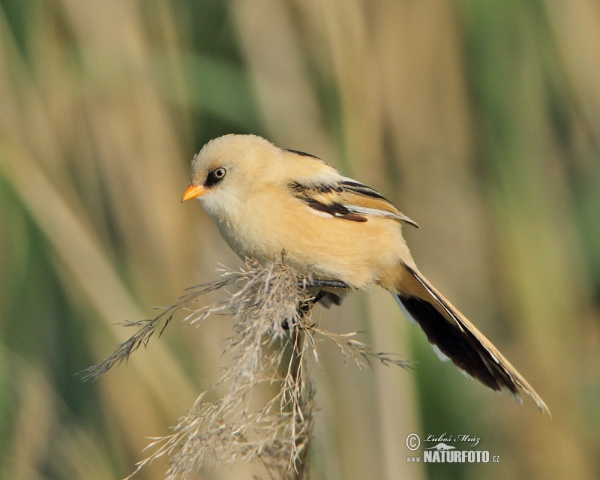 Fúzatka trstinová (Panurus biarmicus)