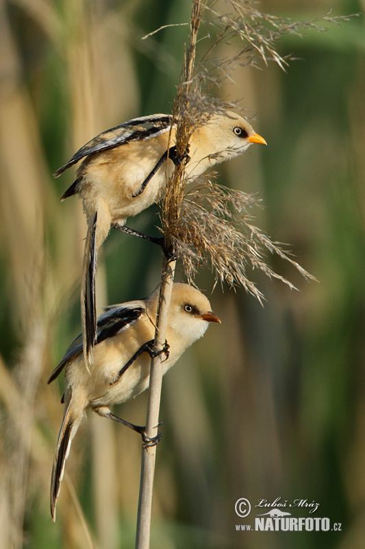 Fúzatka trstinová (Panurus biarmicus)