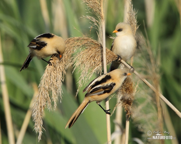 Fúzatka trstinová (Panurus biarmicus)