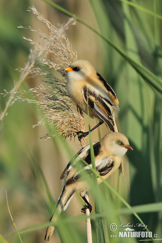 Fúzatka trstinová (Panurus biarmicus)