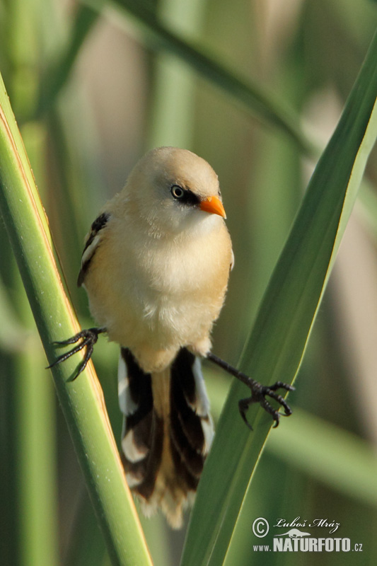 Fúzatka trstinová (Panurus biarmicus)