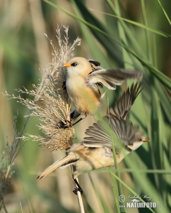 Fúzatka trstinová (Panurus biarmicus)