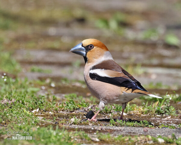 Glezg obyčajný hrubozobý (Coccothraustes coccothraustes)