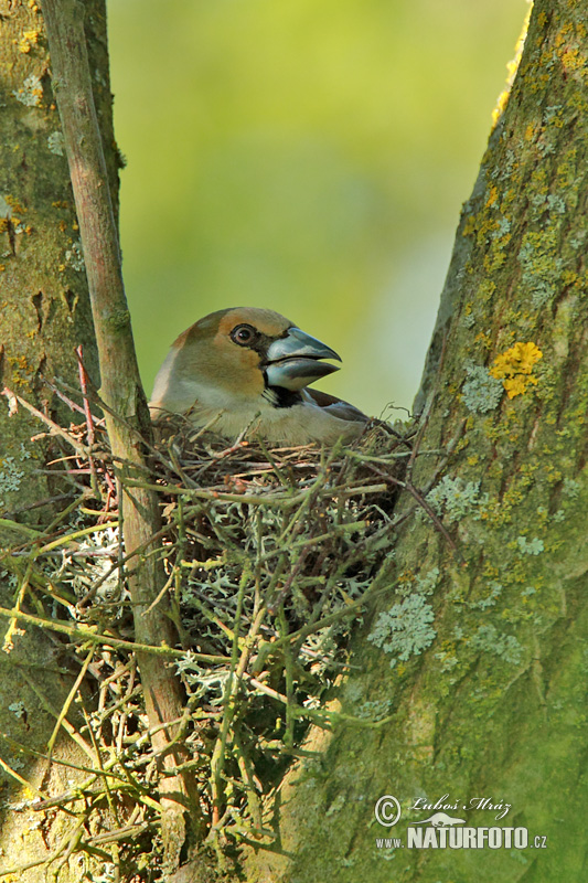 Glezg obyčajný hrubozobý (Coccothraustes coccothraustes)