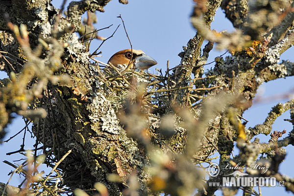 Glezg obyčajný hrubozobý (Coccothraustes coccothraustes)