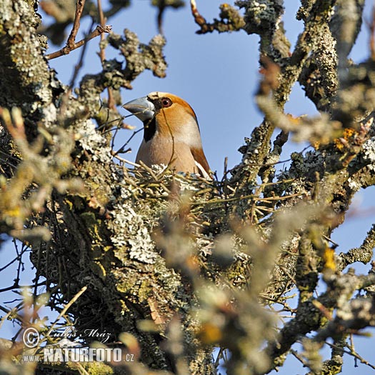 Glezg obyčajný hrubozobý (Coccothraustes coccothraustes)