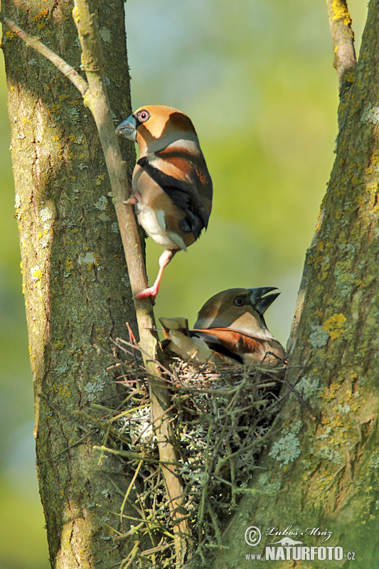 Glezg obyčajný hrubozobý (Coccothraustes coccothraustes)