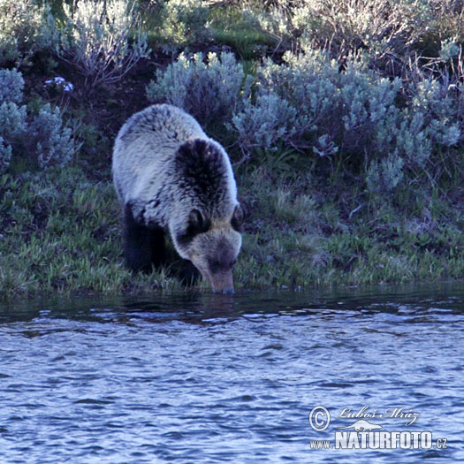 Grizzly (Ursus arctos horribilis)