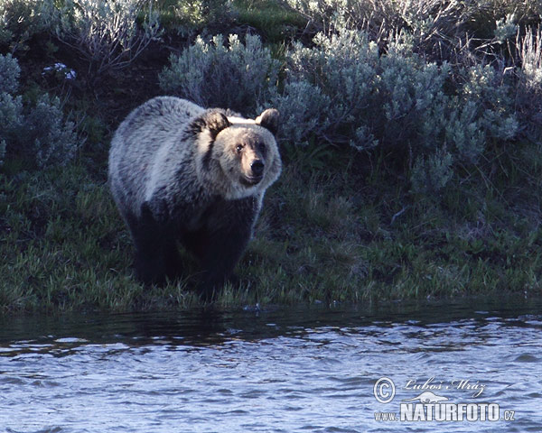 Grizzly (Ursus arctos horribilis)