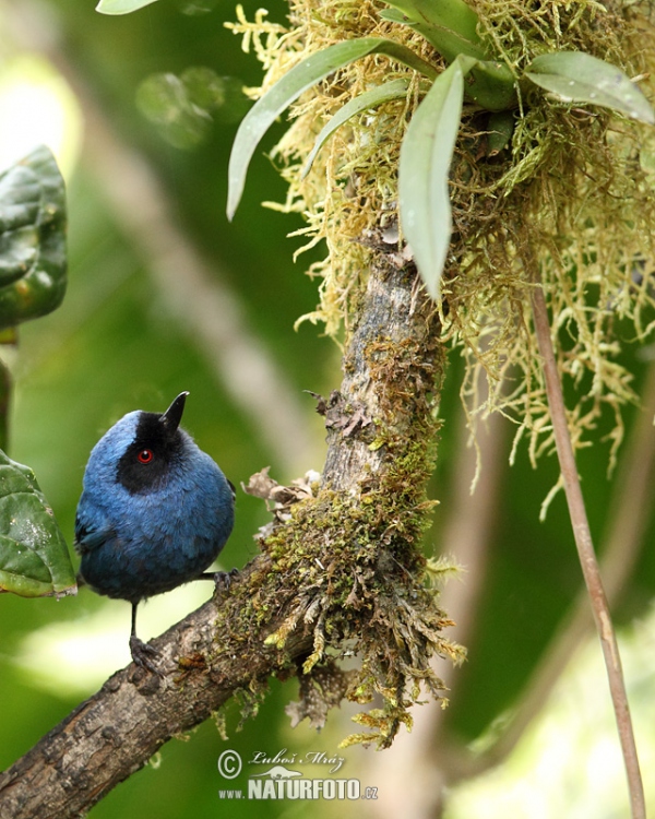 Háčkovec modrý (Diglossa cyanea)