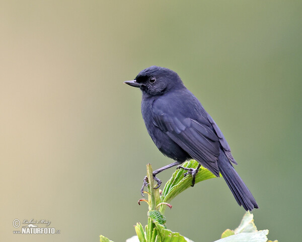 Háčkozobec tmavý (Diglossa humeralis)