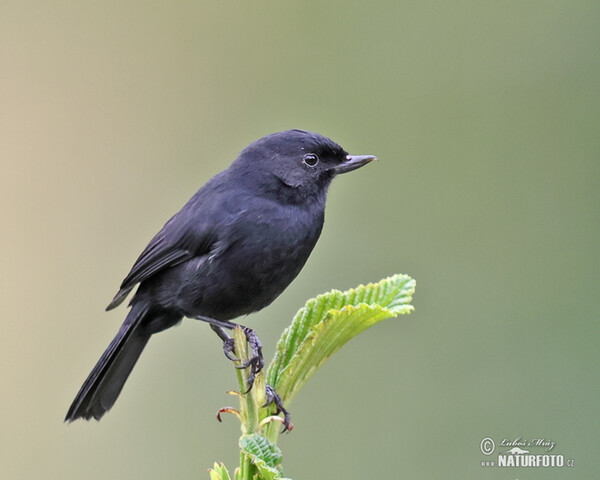 Háčkozobec tmavý (Diglossa humeralis)