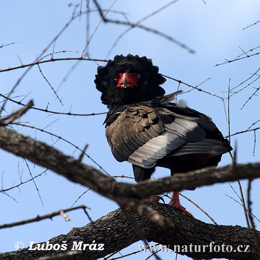 Hadiar krátkochvostý (Terathopius ecaudatus)