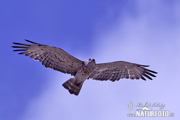 Hadiar krátkoprstý (Circaetus gallicus)