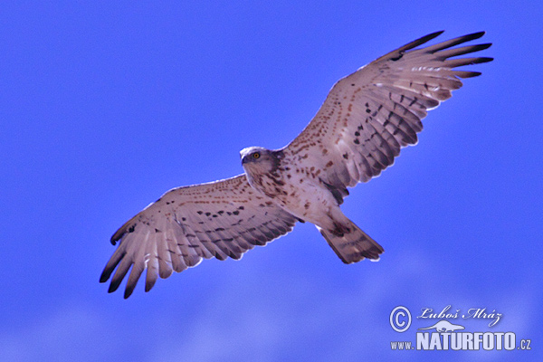 Hadiar krátkoprstý (Circaetus gallicus)