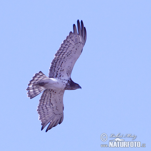 Hadiar krátkoprstý (Circaetus gallicus)