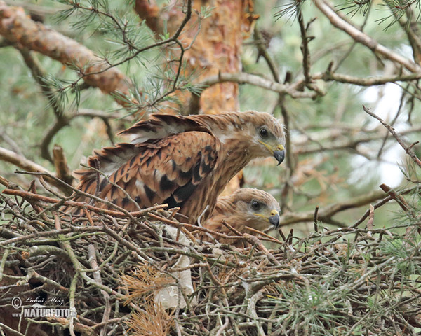 Haja červená (Milvus milvus)