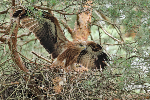 Haja červená (Milvus milvus)